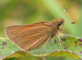 Aaron's Skipper